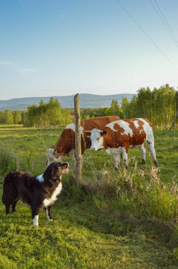 Brzozami Malowane Giebultow  Esterno foto